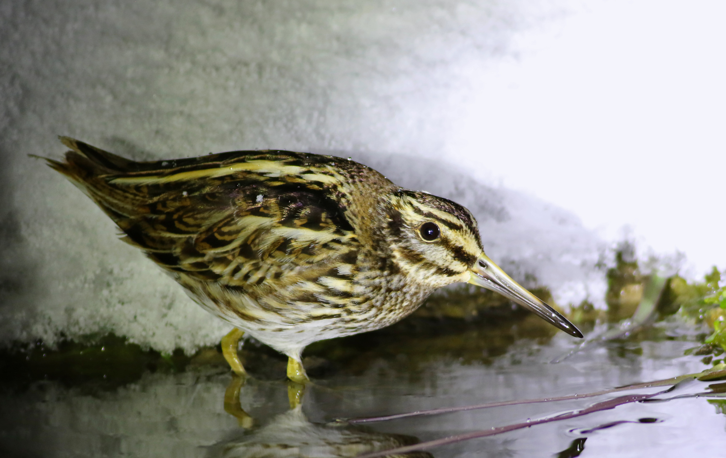 Jack Snipe